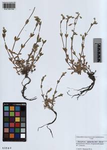 KUZ 004 534, Cerastium holosteoides Fries emend. Hyl., Siberia, Altai & Sayany Mountains (S2) (Russia)