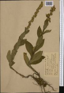 Verbascum phlomoides L., Western Europe (EUR) (Poland)