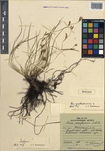 Carex pediformis var. pediformis, Siberia, Russian Far East (S6) (Russia)