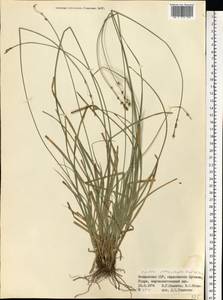 Carex polyphylla, Eastern Europe, Moldova (E13a) (Moldova)