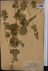 Marrubium vulgare L., Middle Asia, Pamir & Pamiro-Alai (M2) (Tajikistan)