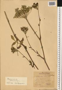 Macroselinum latifolium (M. Bieb.) Schur, Eastern Europe, Central forest-and-steppe region (E6) (Russia)