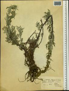 Artemisia borealis Pall., Siberia, Chukotka & Kamchatka (S7) (Russia)