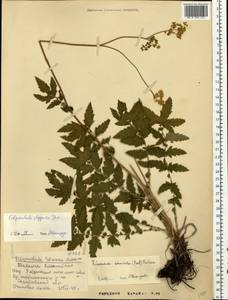 Filipendula ulmaria subsp. picbaueri (Podp.) Smejkal, Eastern Europe, Lower Volga region (E9) (Russia)