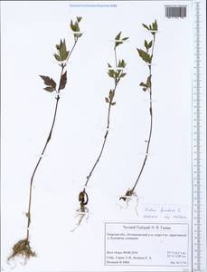 Bidens frondosa L., Eastern Europe, North-Western region (E2) (Russia)