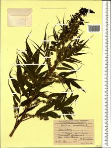 Datisca cannabina L., Caucasus, Krasnodar Krai & Adygea (K1a) (Russia)