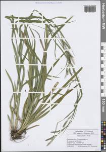 Carex sylvatica Huds., Eastern Europe, Central region (E4) (Russia)