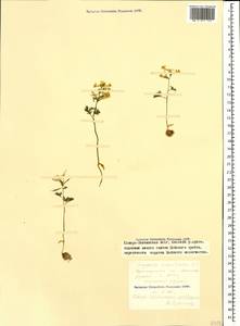 Corydalis angustifolia (M. Bieb.) DC., Caucasus, North Ossetia, Ingushetia & Chechnya (K1c) (Russia)