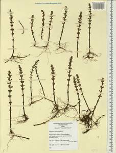 Hippuris tetraphylla L. fil., Eastern Europe, Northern region (E1) (Russia)