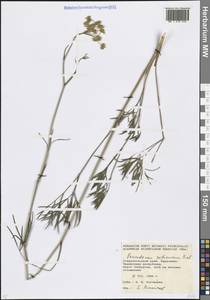 Peucedanum ruthenicum M.Bieb., Caucasus, Stavropol Krai, Karachay-Cherkessia & Kabardino-Balkaria (K1b) (Russia)