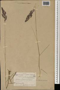 Calamagrostis pseudophragmites (Haller f.) Koeler, Mongolia (MONG) (Mongolia)