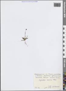 Tofieldia coccinea Richardson, Siberia, Central Siberia (S3) (Russia)