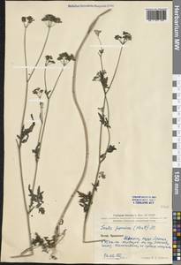 Torilis japonica (Houtt.) DC., South Asia, South Asia (Asia outside ex-Soviet states and Mongolia) (ASIA) (China)