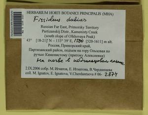 Fissidens dubius P. Beauv., Bryophytes, Bryophytes - Russian Far East (excl. Chukotka & Kamchatka) (B20) (Russia)