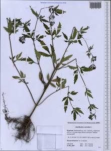 Amethystea caerulea L., Siberia, Baikal & Transbaikal region (S4) (Russia)