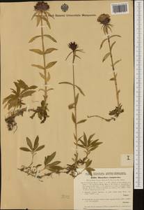 Dianthus barbatus subsp. compactus (Kit.) Heuff., Western Europe (EUR) (Hungary)