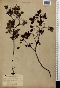 Vaccinium uliginosum L., Caucasus, Georgia (K4) (Georgia)