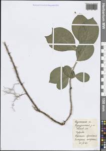 Euonymus europaeus L., Eastern Europe, Central forest-and-steppe region (E6) (Russia)