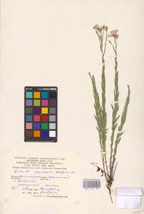 Linum nervosum Waldst. & Kit., Eastern Europe, Lower Volga region (E9) (Russia)