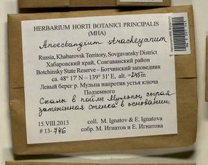 Anoectangium stracheyanum Mitt., Bryophytes, Bryophytes - Russian Far East (excl. Chukotka & Kamchatka) (B20) (Russia)