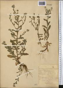 Pulicaria vulgaris Gaertn., Middle Asia, Northern & Central Kazakhstan (M10) (Kazakhstan)