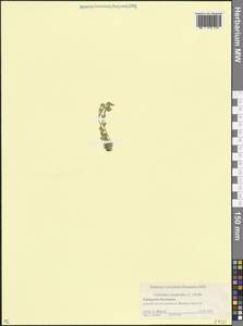 Dichodon cerastoides (L.) Rchb., Caucasus, Stavropol Krai, Karachay-Cherkessia & Kabardino-Balkaria (K1b) (Russia)