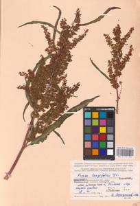 Rumex longifolius DC., Eastern Europe, Northern region (E1) (Russia)