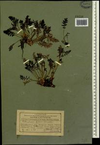 Pedicularis fissa Turcz., Siberia, Altai & Sayany Mountains (S2) (Russia)