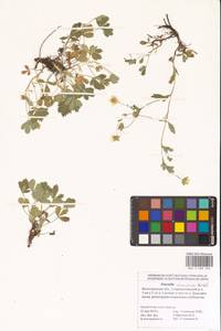 Potentilla cinerea subsp. incana (G. Gaertn., B. Mey. & Scherb.) Asch., Eastern Europe, Lower Volga region (E9) (Russia)