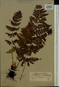 Dryopteris carthusiana (Vill.) H. P. Fuchs, Eastern Europe, North-Western region (E2) (Russia)