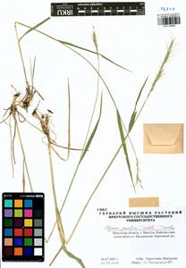 Elymus gmelinii (Trin.) Tzvelev, Siberia, Baikal & Transbaikal region (S4) (Russia)