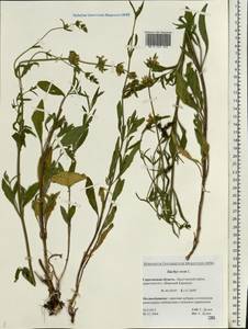 Stachys recta L., Eastern Europe, Lower Volga region (E9) (Russia)