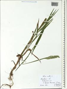 Holcus mollis L., Eastern Europe, Moscow region (E4a) (Russia)