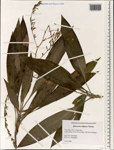 Dracaena elliptica Thunb. & Dalm., South Asia, South Asia (Asia outside ex-Soviet states and Mongolia) (ASIA) (Vietnam)