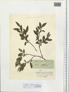 Salix dshugdshurica A. Skvortr., Siberia, Russian Far East (S6) (Russia)