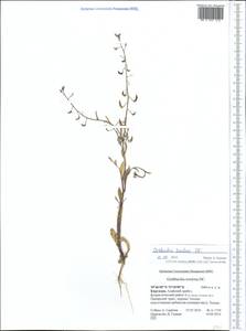 Goldbachia laevigata (M.Bieb.) DC., Middle Asia, Pamir & Pamiro-Alai (M2) (Kyrgyzstan)
