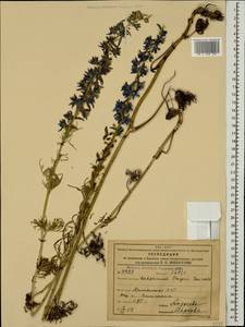 Delphinium freynii Conrath, Caucasus, Armenia (K5) (Armenia)