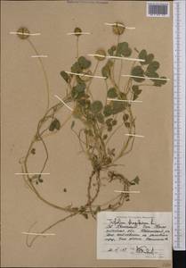 Trifolium fragiferum L., Middle Asia, Caspian Ustyurt & Northern Aralia (M8) (Kazakhstan)