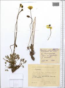 Oreomecon radicatum subsp. radicatum, Siberia, Chukotka & Kamchatka (S7) (Russia)