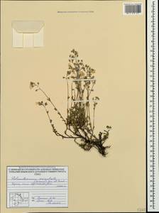 Helianthemum orientale (Grosser) Juz. & Pozdeeva, Crimea (KRYM) (Russia)