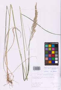 Calamagrostis arundinacea (L.) Roth, Eastern Europe, Central forest region (E5) (Russia)