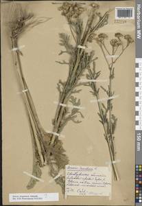 Jacobaea ferganensis (Schischk.) B.Nord., Eastern Europe, Eastern region (E10) (Russia)