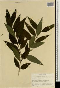 Ligustrum lucidum W.T.Aiton, South Asia, South Asia (Asia outside ex-Soviet states and Mongolia) (ASIA) (China)