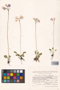 Primula nutans Georgi, Siberia, Altai & Sayany Mountains (S2) (Russia)