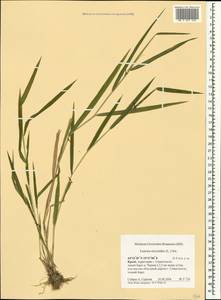 Leersia oryzoides (L.) Sw., Crimea (KRYM) (Russia)
