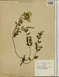 Scutellaria supina L., Siberia, Altai & Sayany Mountains (S2) (Russia)