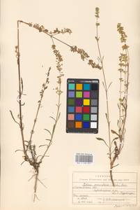Silene borysthenica (Gruner) Walters, Eastern Europe, Moscow region (E4a) (Russia)