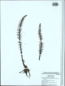 Hippuris vulgaris L., Eastern Europe, Moscow region (E4a) (Russia)