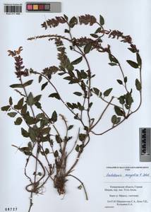 Scutellaria mongolica Sobolevsk., Siberia, Altai & Sayany Mountains (S2) (Russia)
