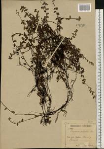 Vaccinium oxycoccos L., Eastern Europe, Central forest-and-steppe region (E6) (Russia)